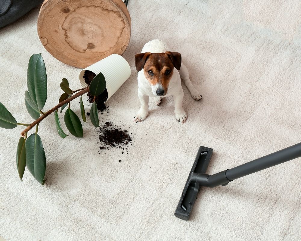 Carpet Cleaning